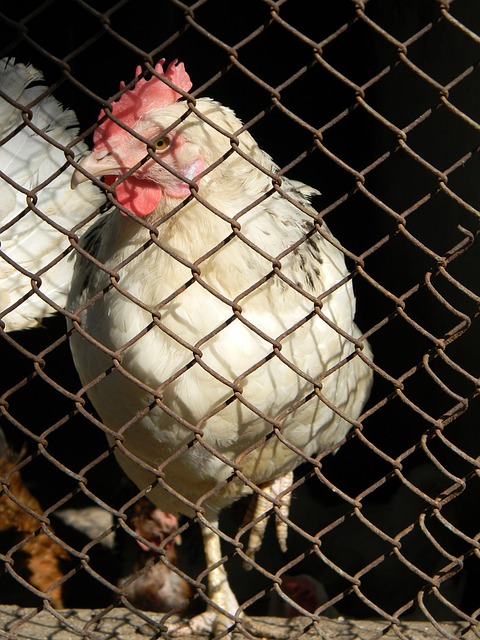 對同組弱旅 對同組弱旅