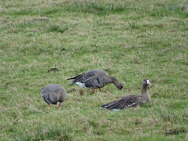 为球队创造 为球队创造
